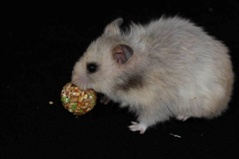 Hamster Lindes Merci billede 8