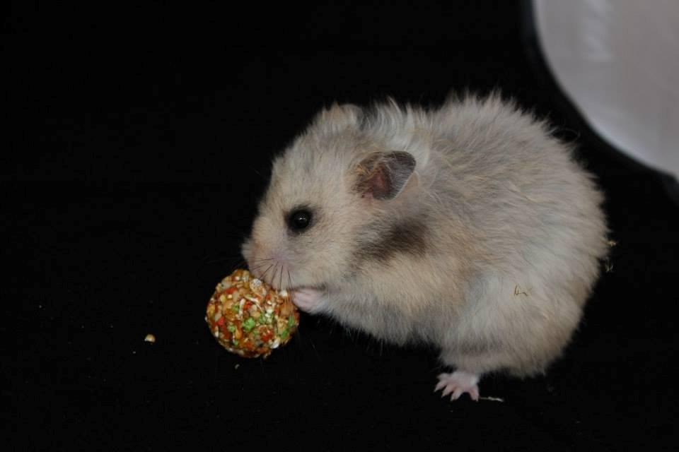 Hamster Lindes Merci billede 9