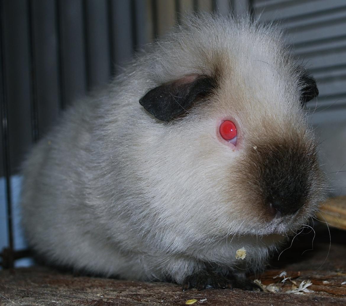 Marsvin Sternchen - Solgt. billede 2