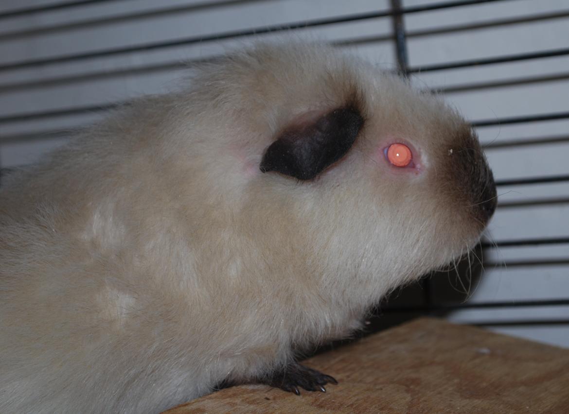 Marsvin Sternchen - Solgt. billede 6