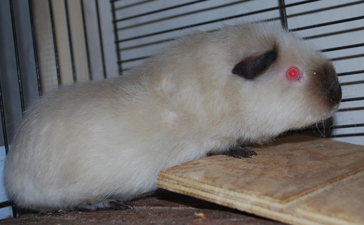 Marsvin Sternchen - Solgt. billede 7