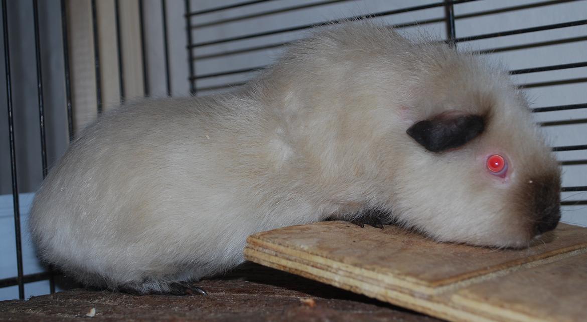 Marsvin Sternchen - Solgt. billede 3