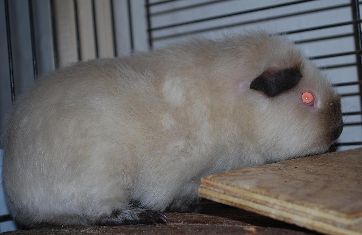 Marsvin Sternchen - Solgt. billede 9