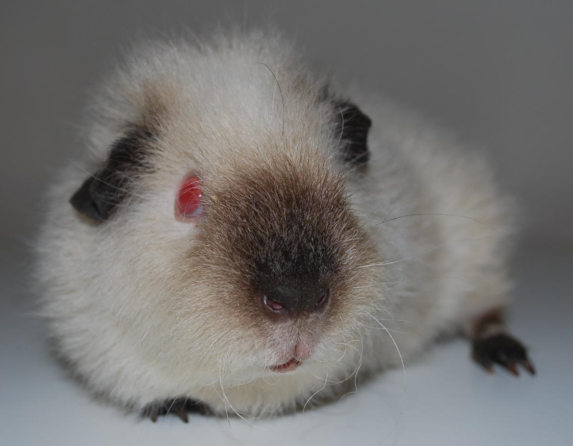 Marsvin Sternchen - Solgt. billede 8