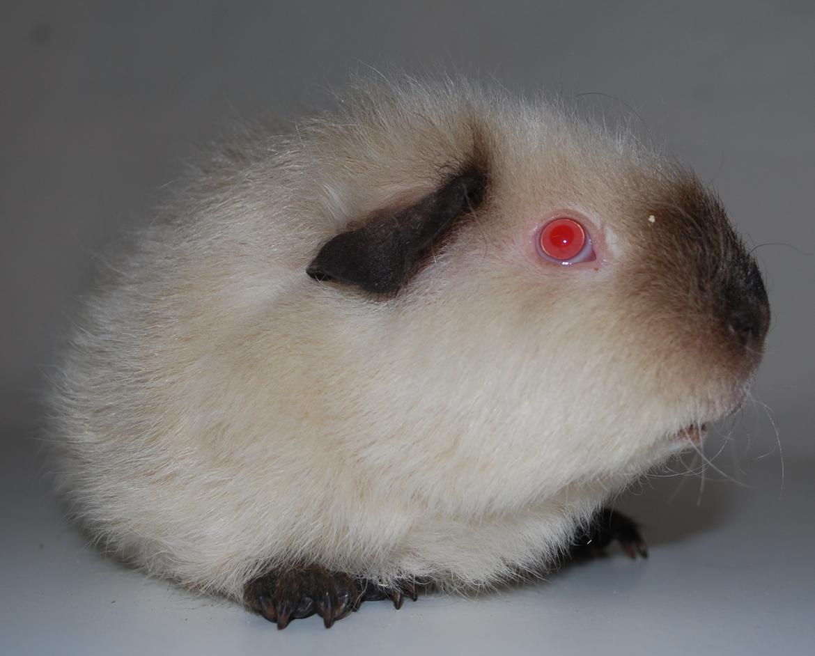 Marsvin Sternchen - Solgt. billede 10