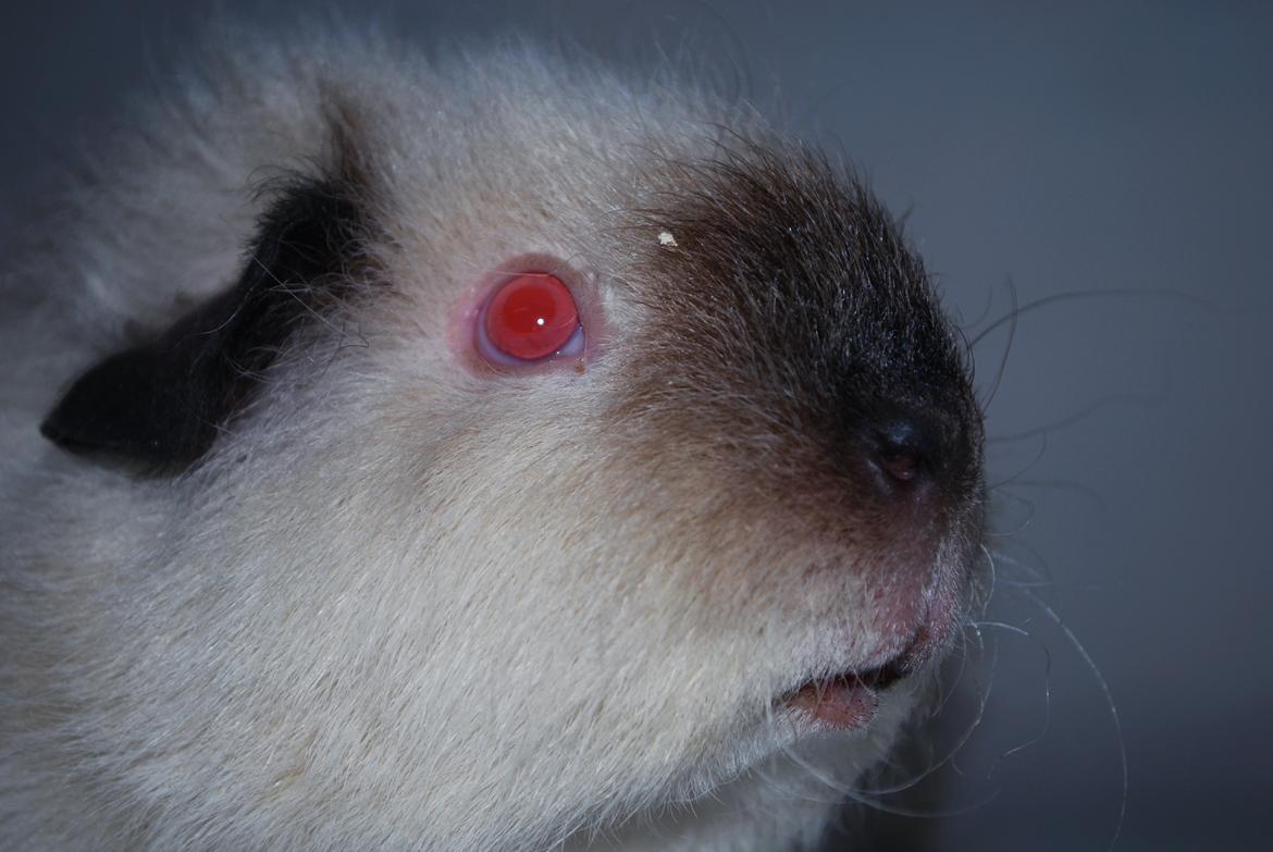 Marsvin Sternchen - Solgt. billede 4