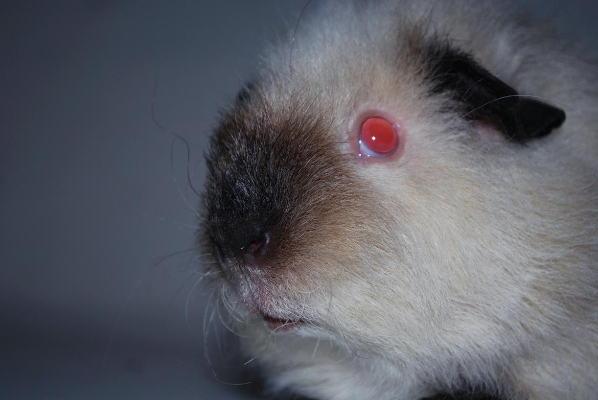 Marsvin Sternchen - Solgt. billede 11