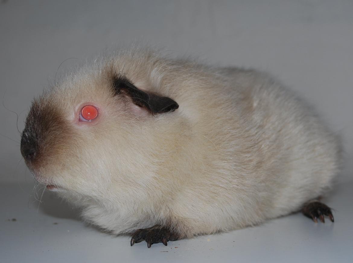 Marsvin Sternchen - Solgt. billede 5