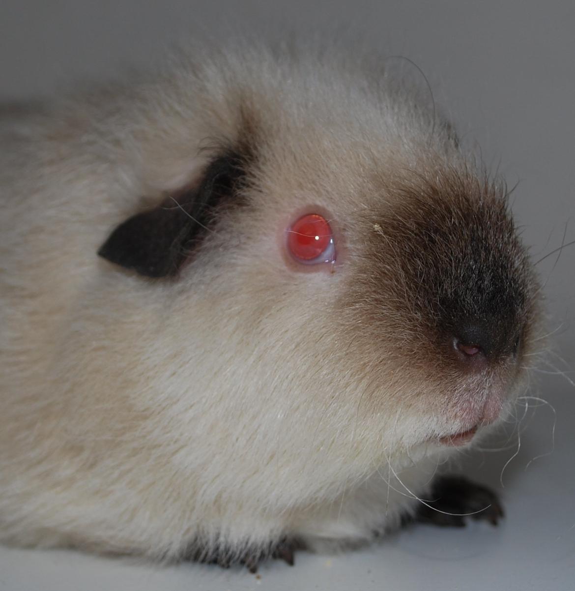 Marsvin Sternchen - Solgt. billede 12