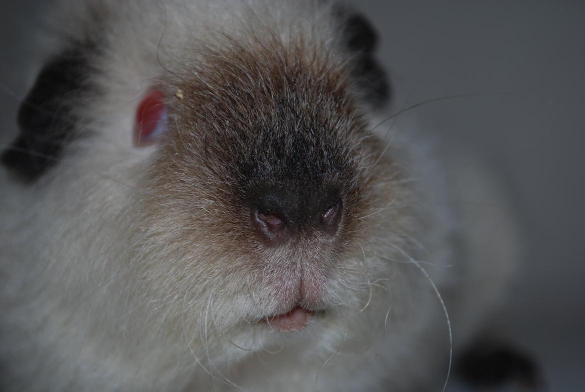 Marsvin Sternchen - Solgt. billede 13