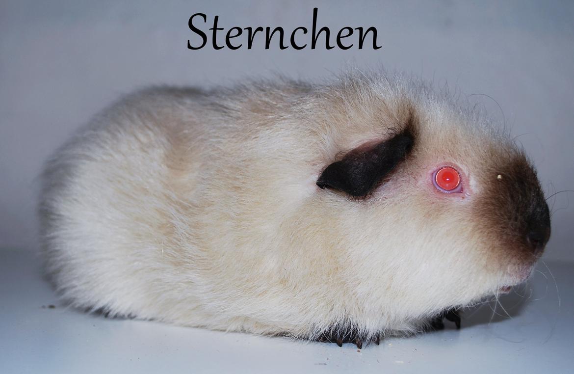 Marsvin Sternchen - Solgt. billede 1