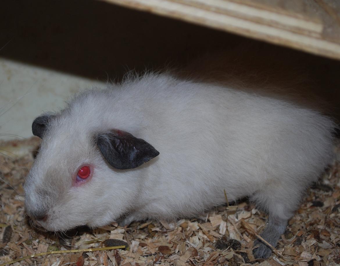 Marsvin Højlunds Athena - Solgt. billede 2