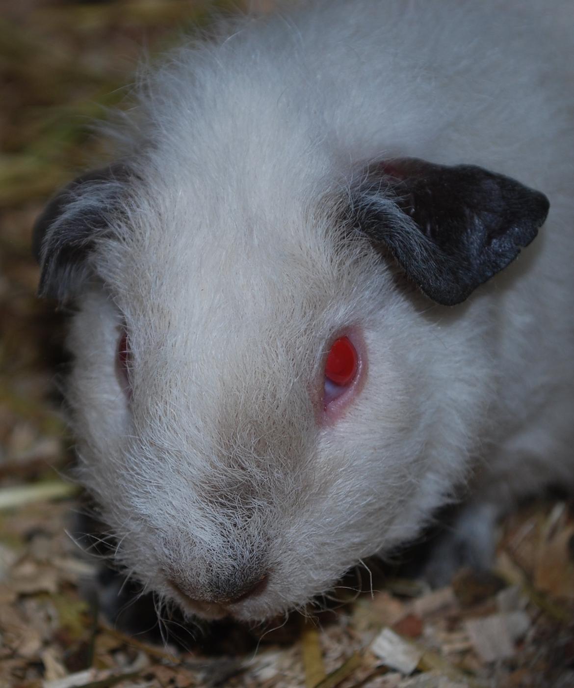 Marsvin Højlunds Athena - Solgt. billede 9