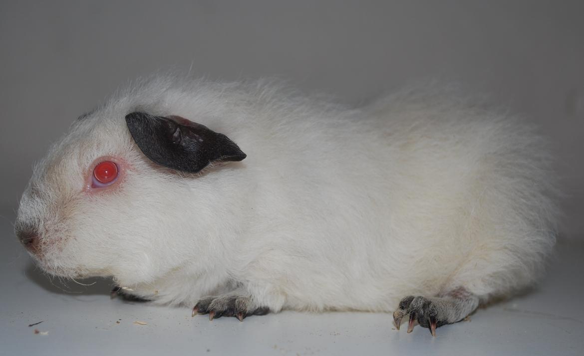 Marsvin Højlunds Athena - Solgt. billede 14