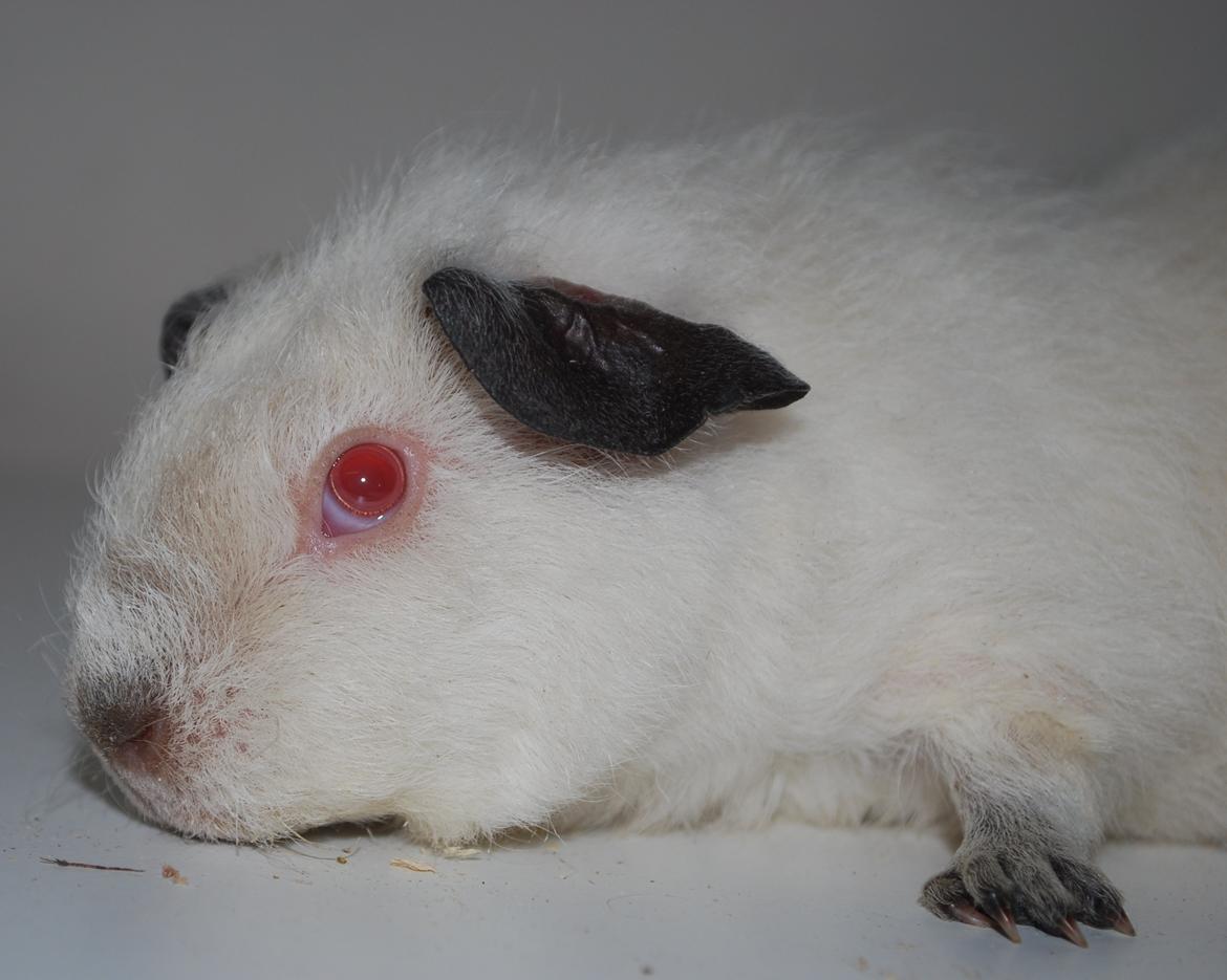 Marsvin Højlunds Athena - Solgt. billede 4