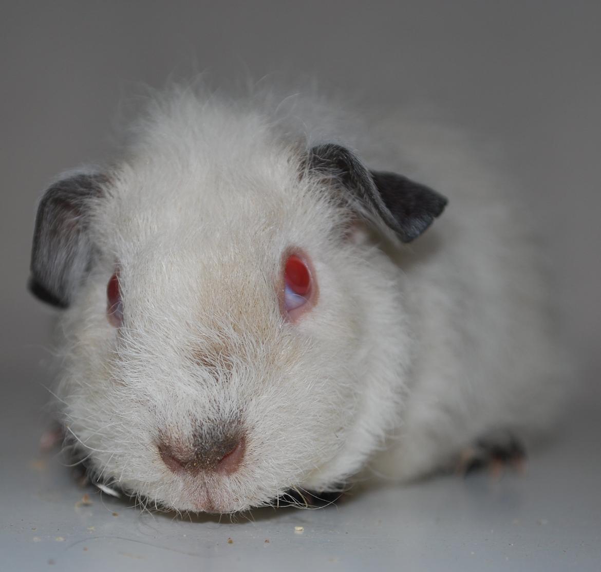 Marsvin Højlunds Athena - Solgt. billede 5