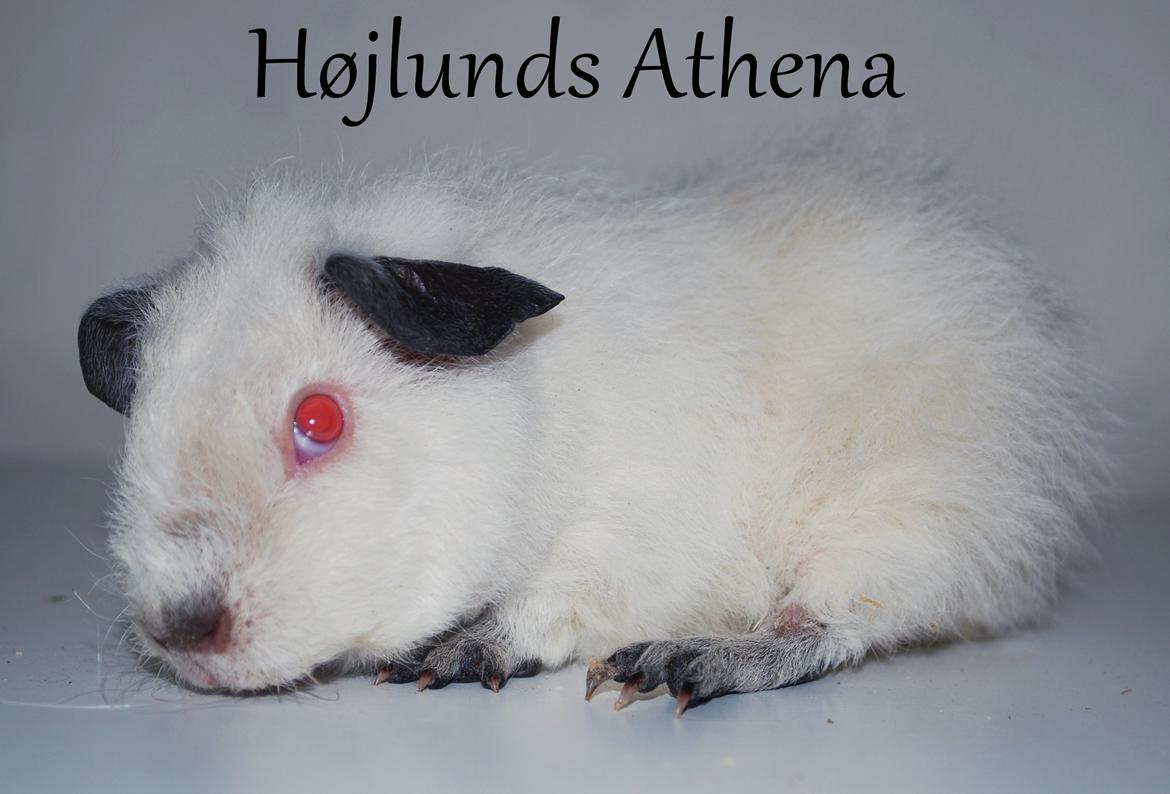 Marsvin Højlunds Athena - Solgt. billede 1