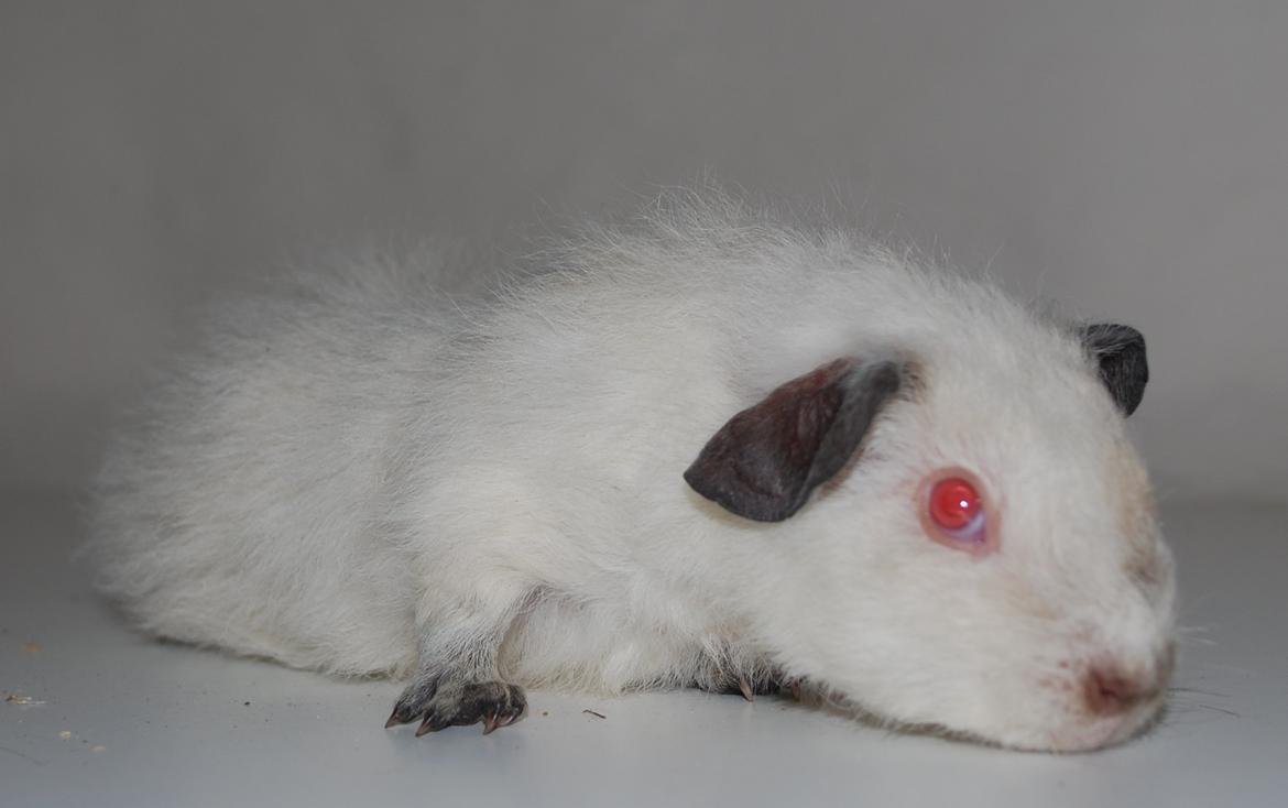 Marsvin Højlunds Athena - Solgt. billede 8