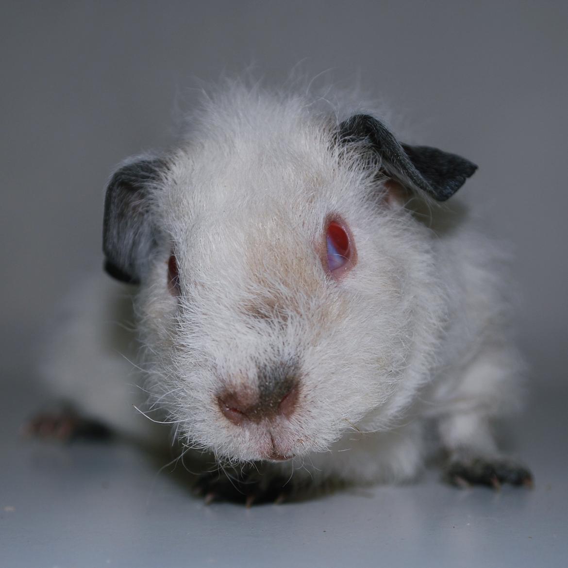 Marsvin Højlunds Athena - Solgt. billede 12