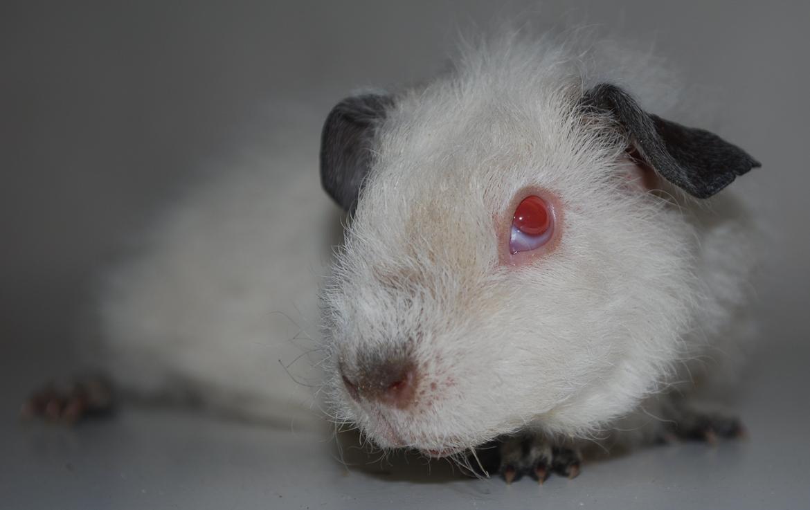 Marsvin Højlunds Athena - Solgt. billede 7