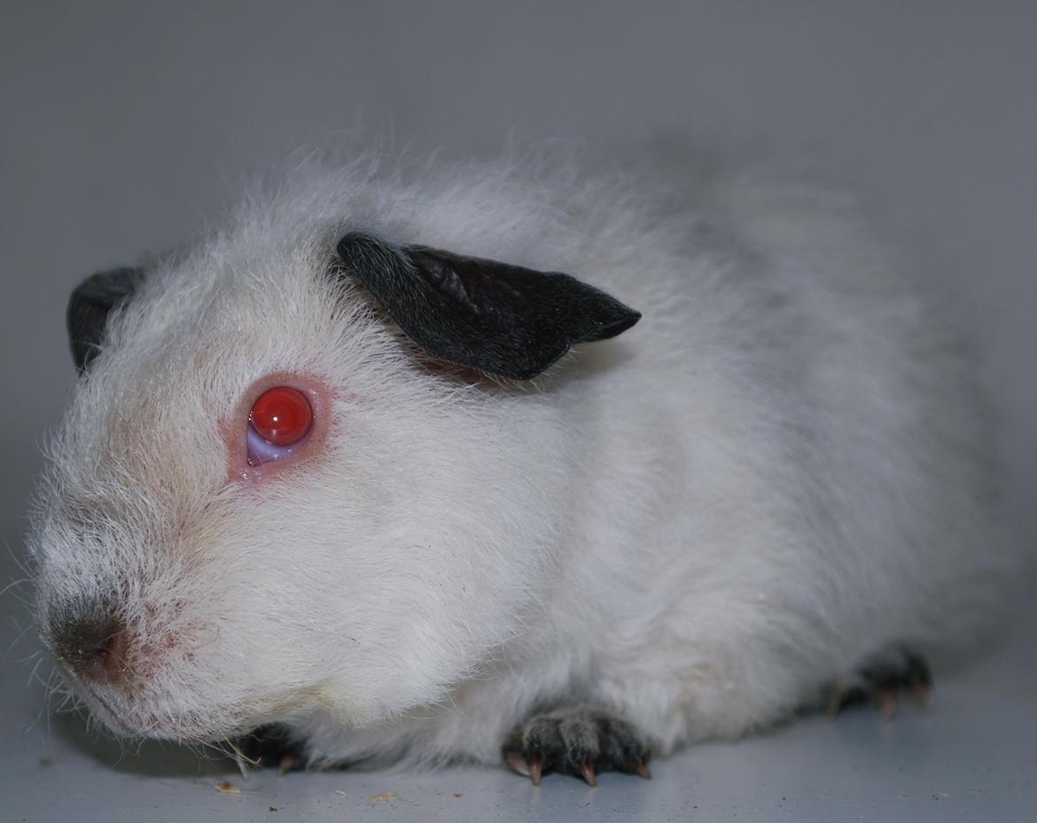 Marsvin Højlunds Athena - Solgt. billede 15