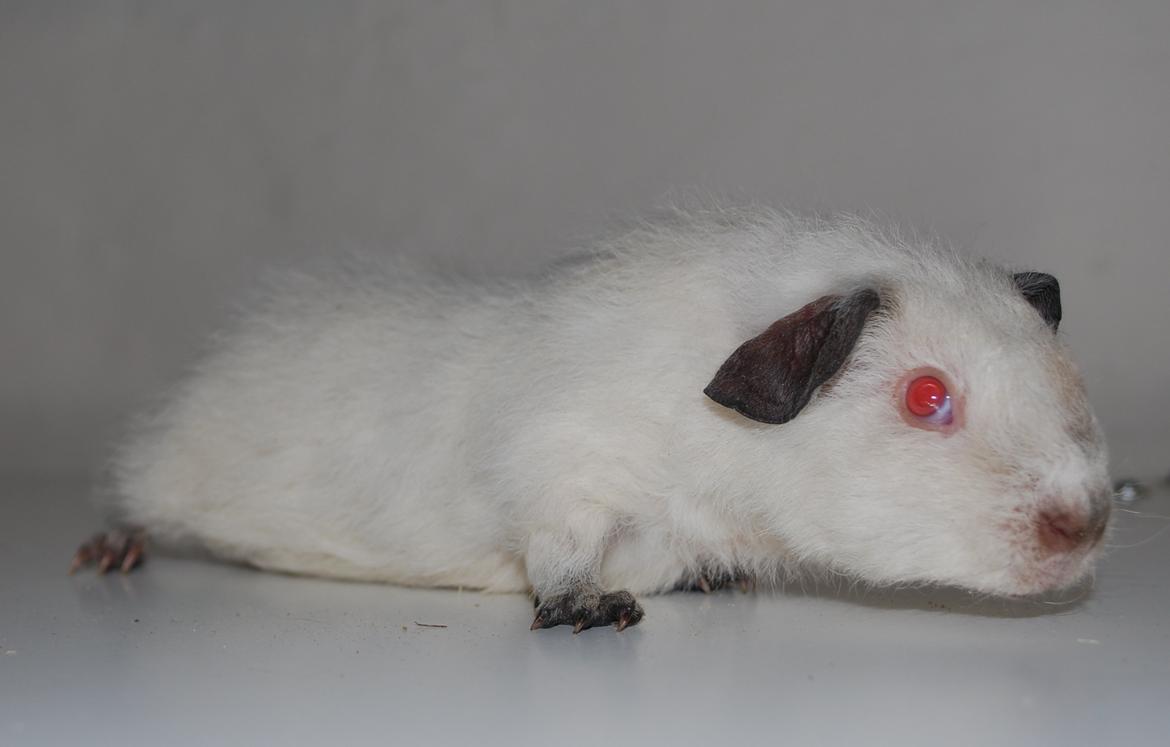 Marsvin Højlunds Athena - Solgt. billede 18