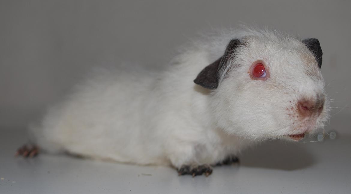 Marsvin Højlunds Athena - Solgt. billede 11