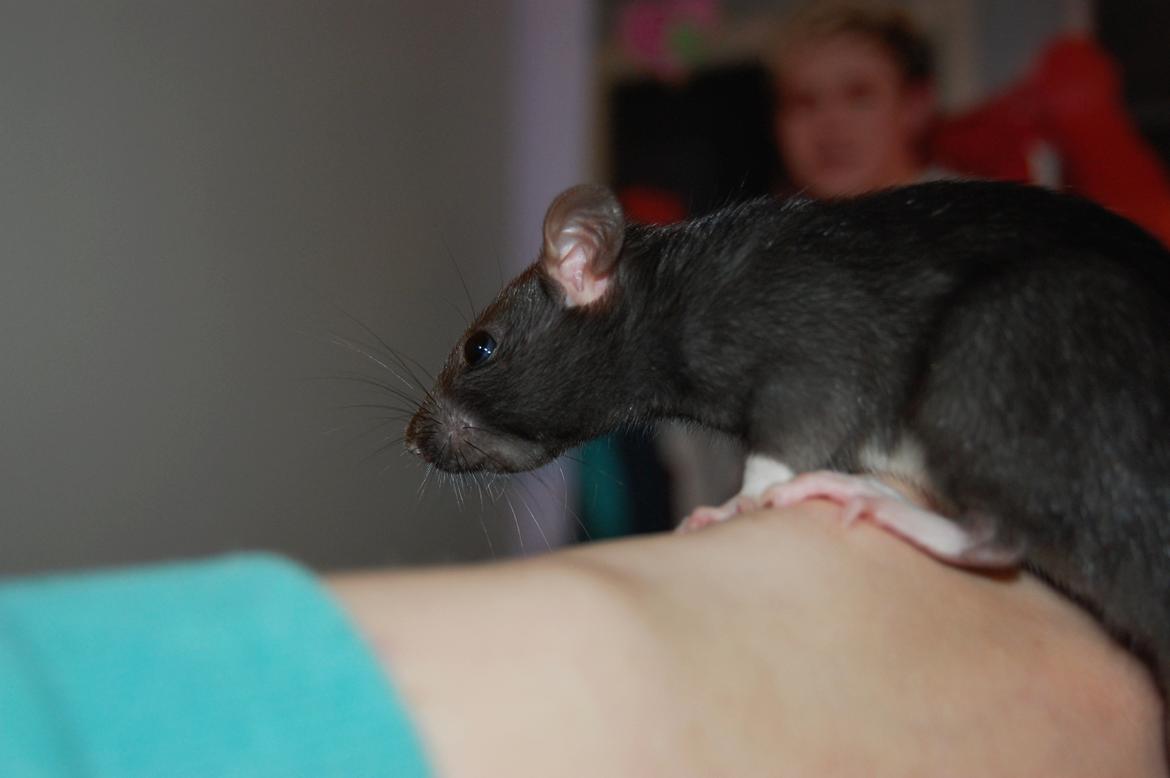 Tamrotte | Toblerone billede 2