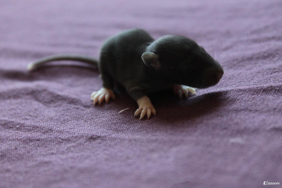 Tamrotte | Toblerone billede 8