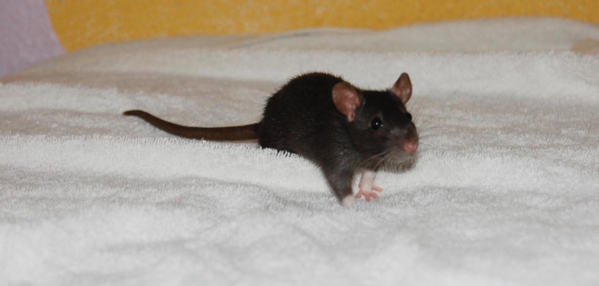 Tamrotte | Toblerone billede 12