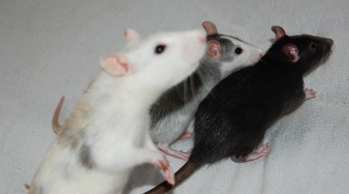 Tamrotte | Toblerone billede 11