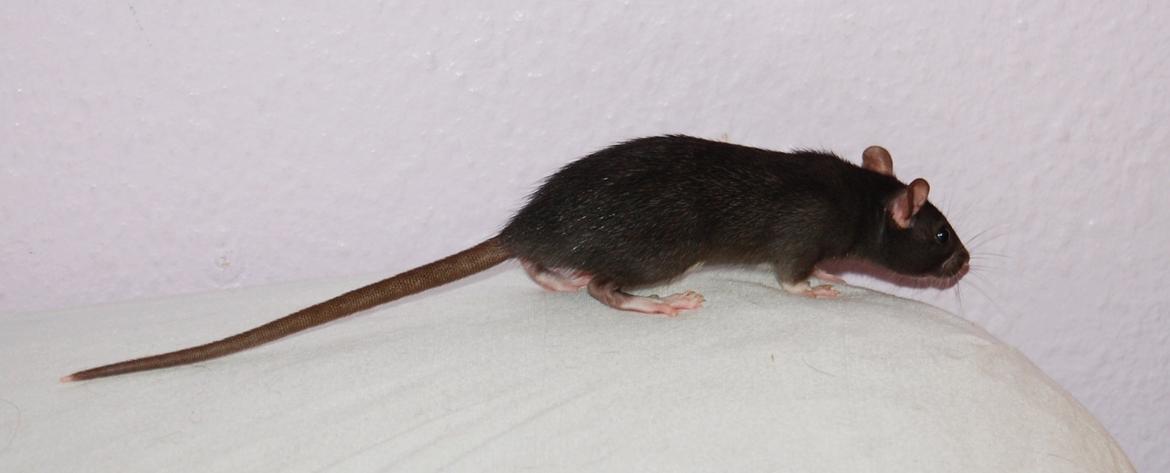 Tamrotte | Toblerone billede 13