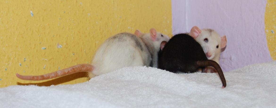 Tamrotte | Toblerone billede 14