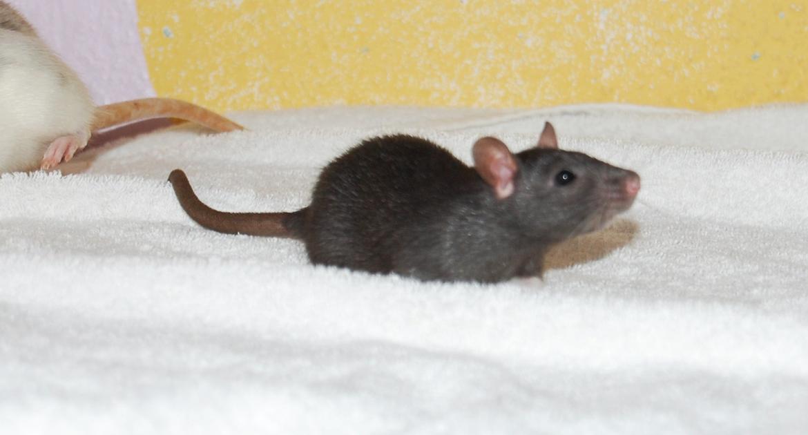 Tamrotte | Toblerone billede 7