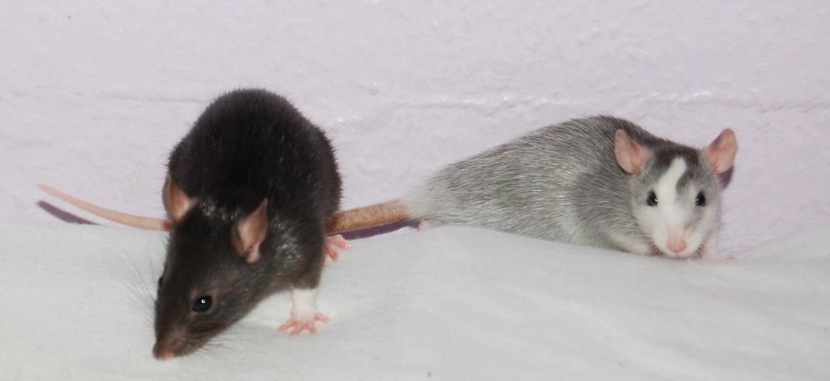 Tamrotte | Toblerone billede 4