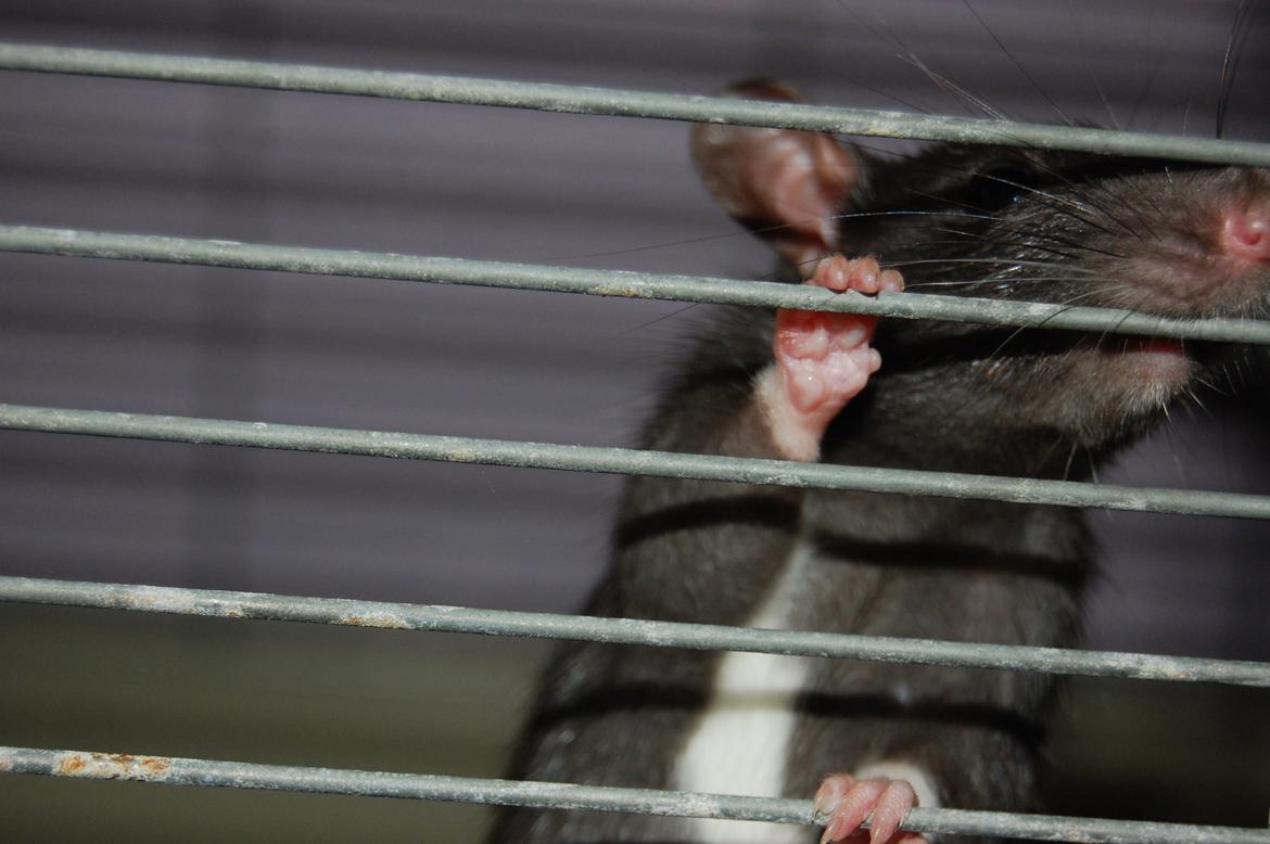 Tamrotte | Toblerone billede 3