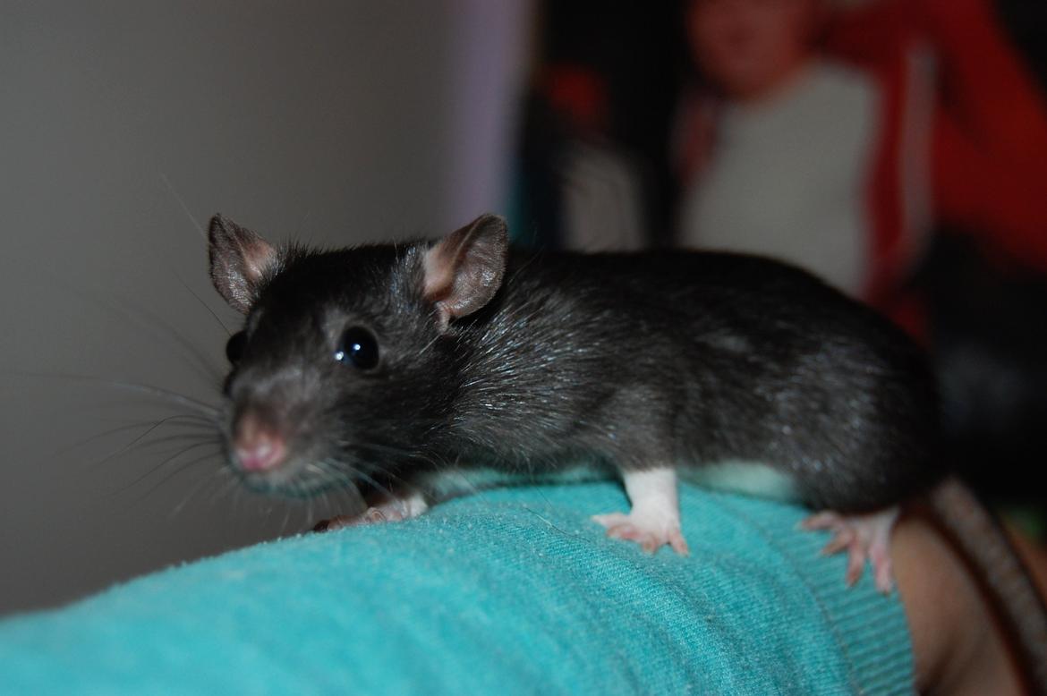 Tamrotte | Toblerone billede 9