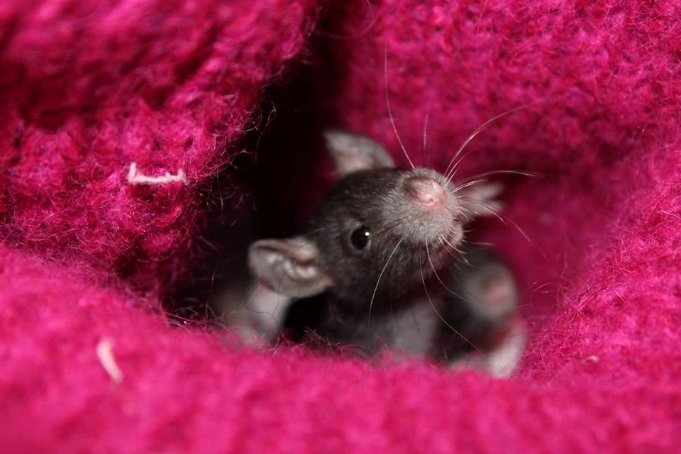 Tamrotte | Toblerone billede 6