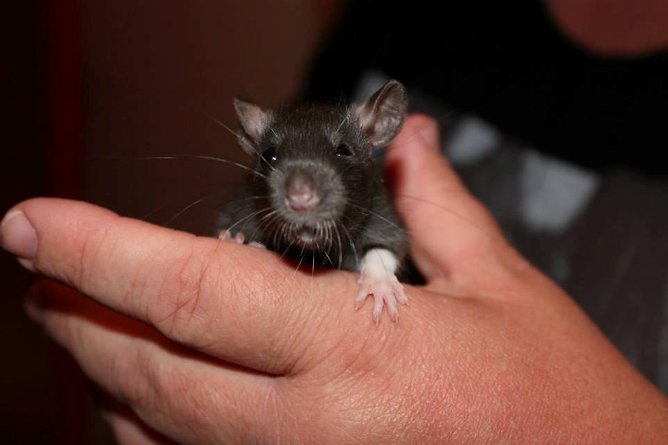 Tamrotte | Toblerone - Hos tidligere ejer <3  billede 1