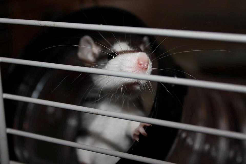 Tamrotte | Ferrero billede 3