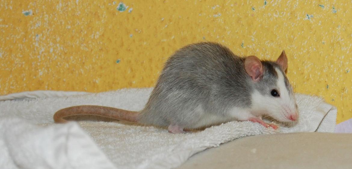 Tamrotte | Ferrero billede 4