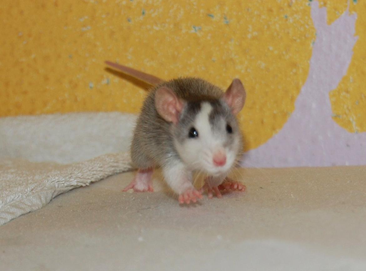 Tamrotte | Ferrero billede 5