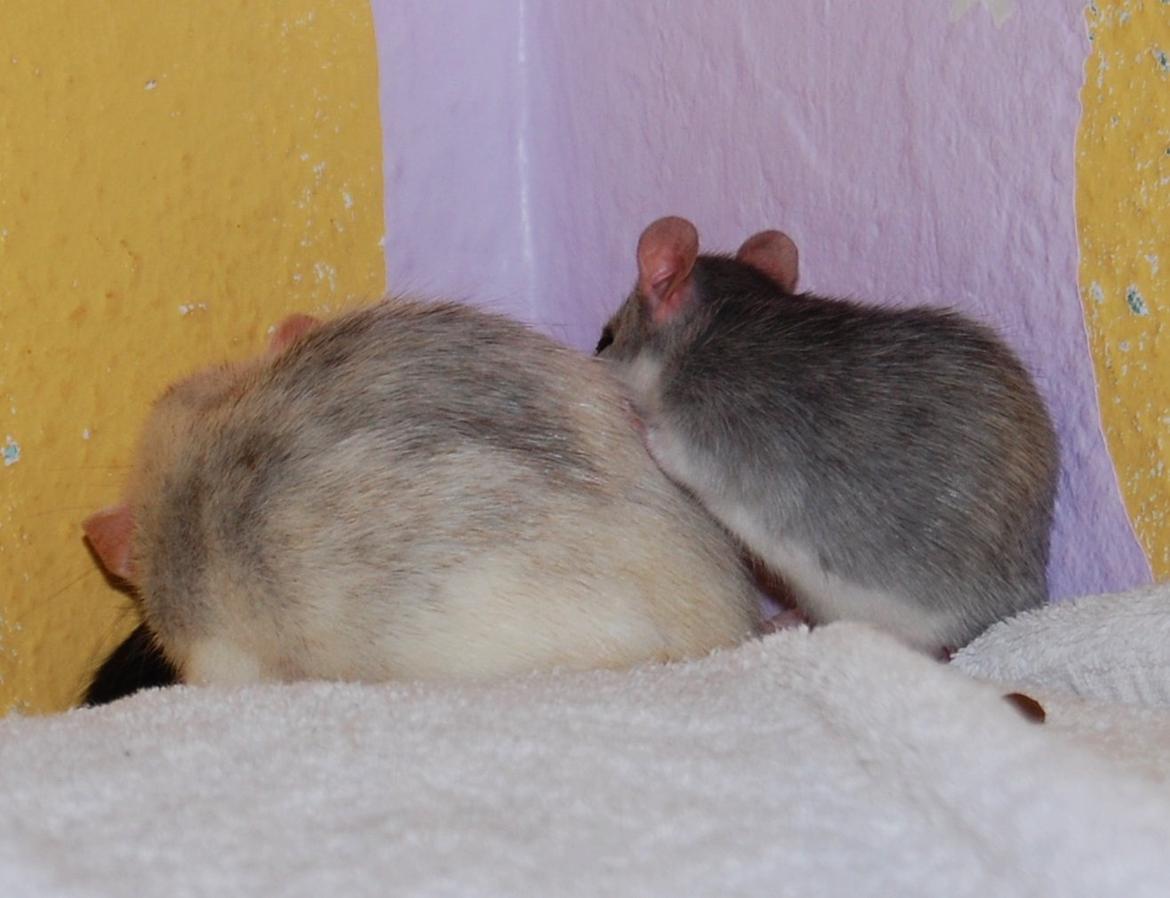 Tamrotte | Ferrero billede 7