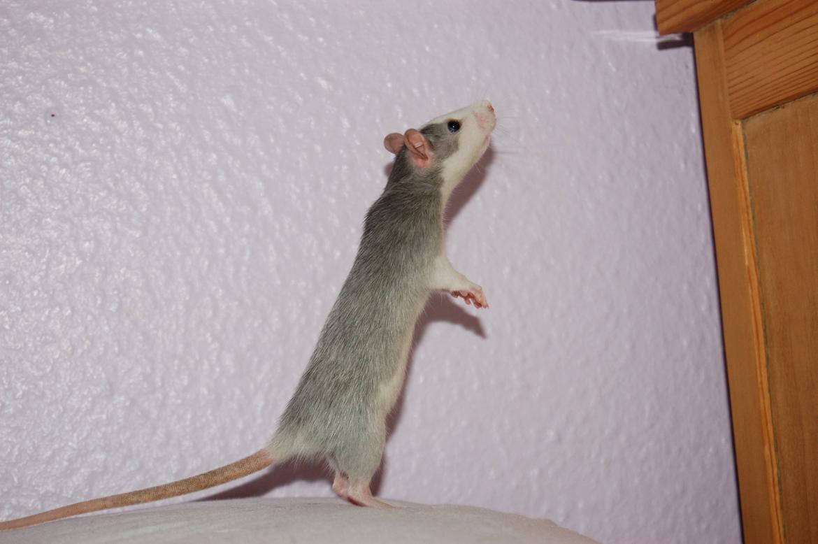 Tamrotte | Ferrero billede 8