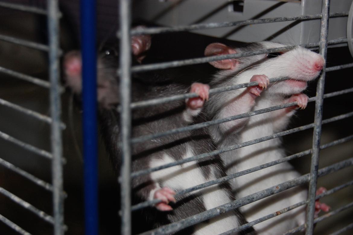 Tamrotte | Ferrero billede 10