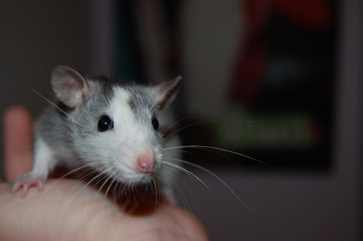 Tamrotte | Ferrero billede 12