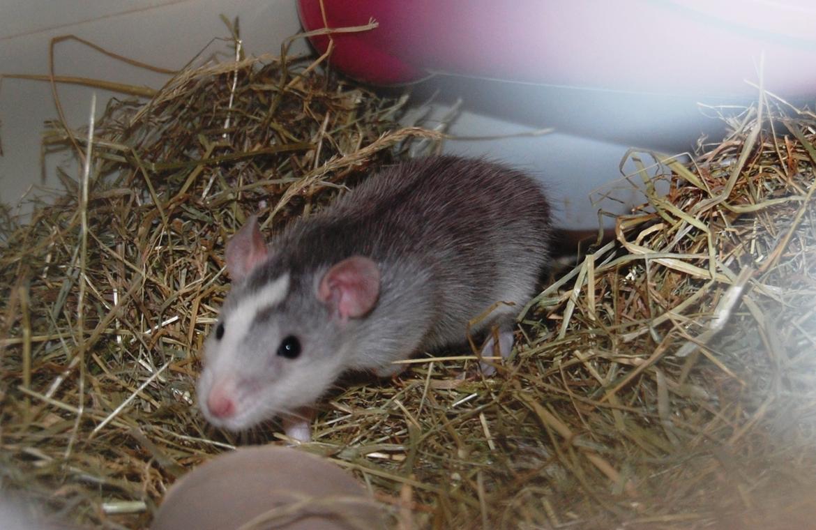 Tamrotte | Ferrero billede 13