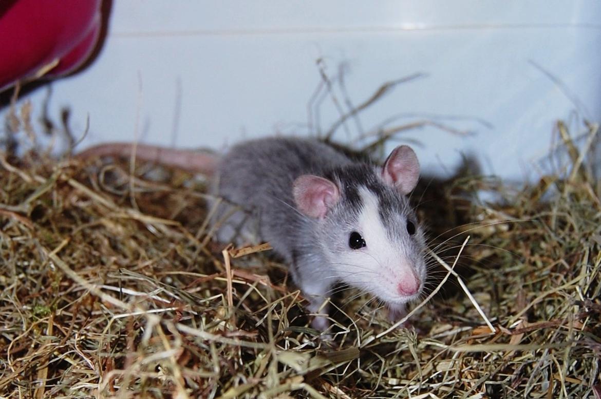 Tamrotte | Ferrero billede 2