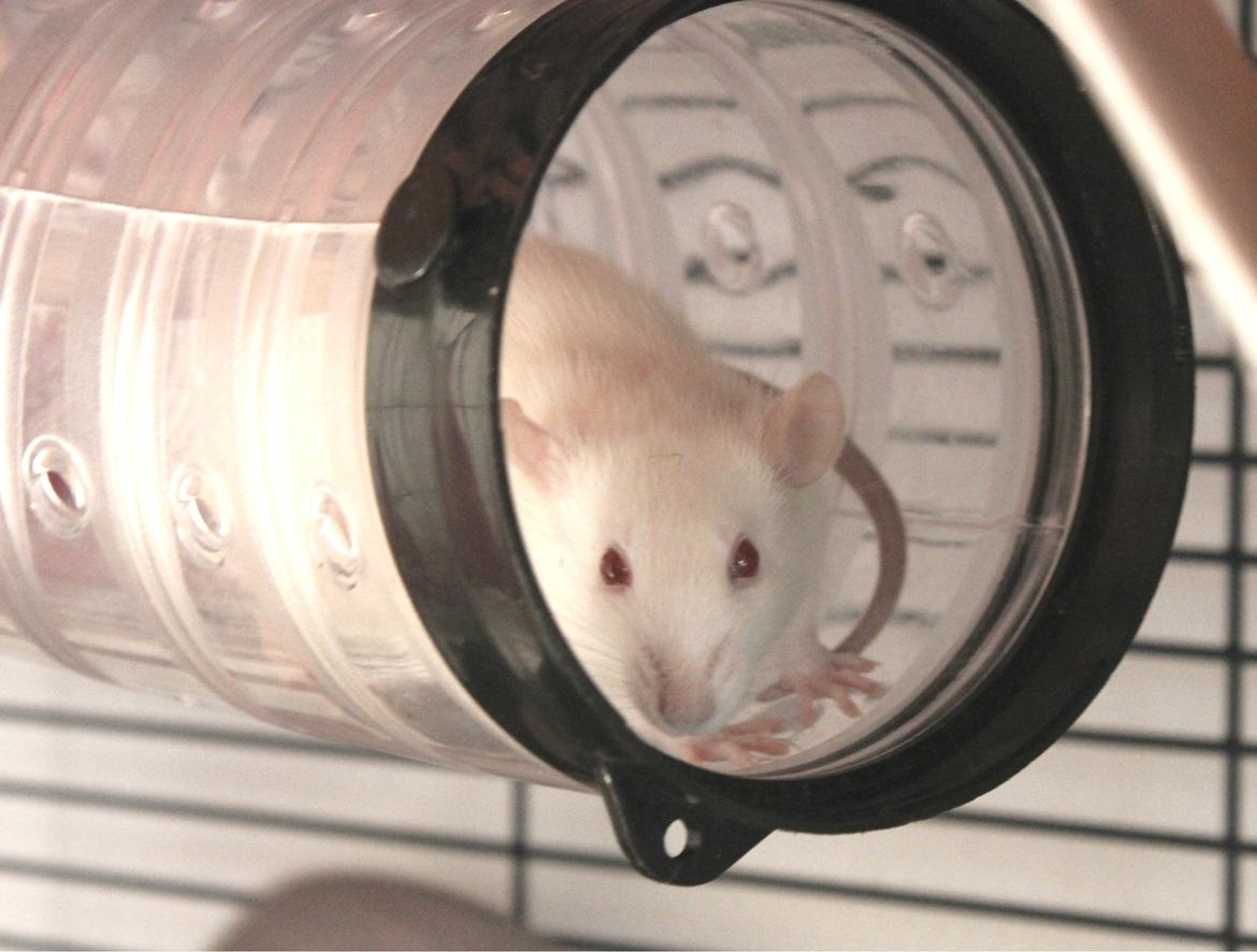 Tamrotte Soraka billede 6