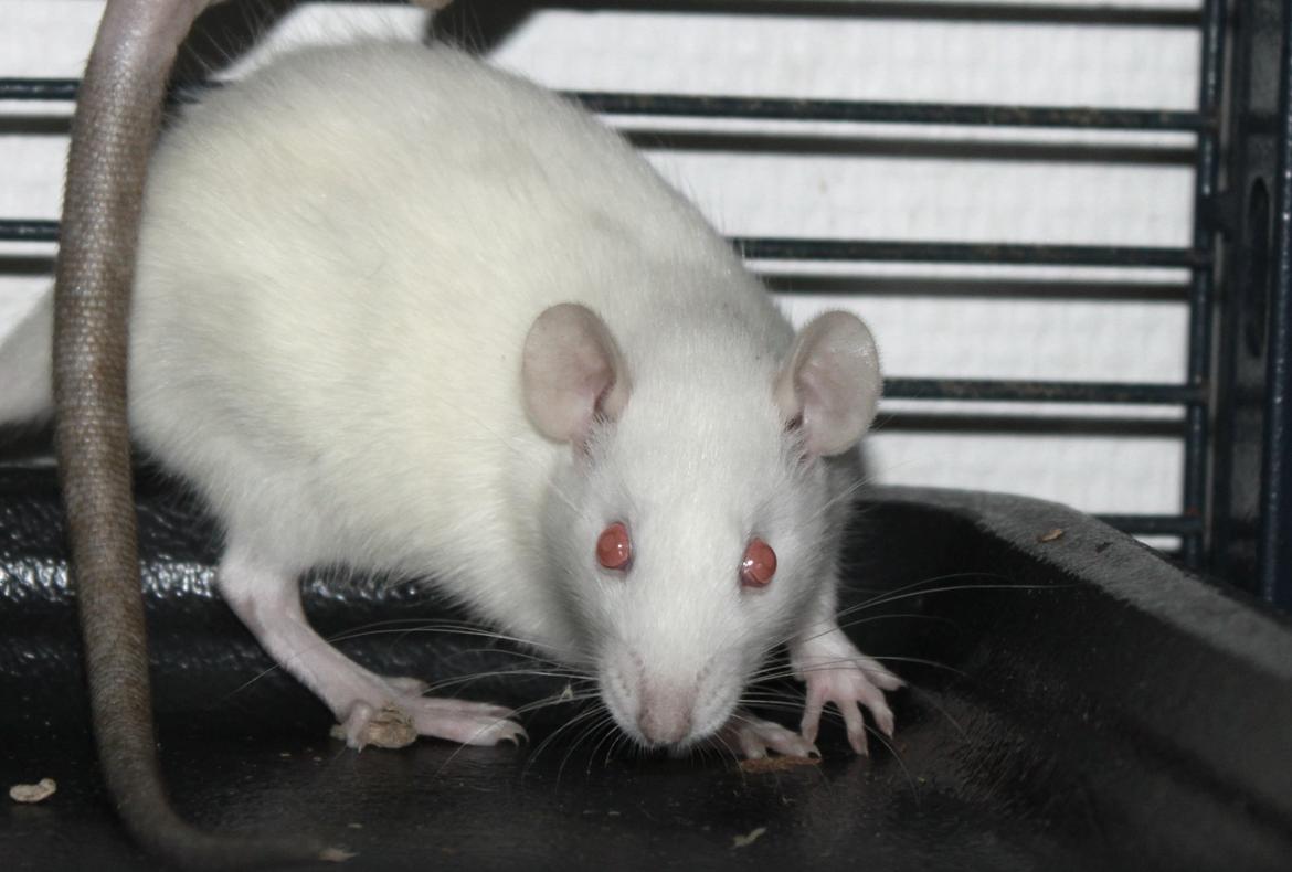 Tamrotte Soraka billede 4